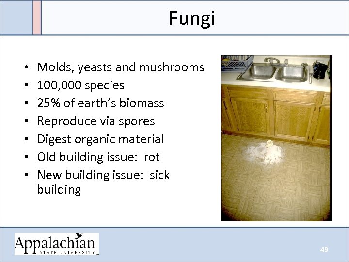 Fungi • • Molds, yeasts and mushrooms 100, 000 species 25% of earth’s biomass