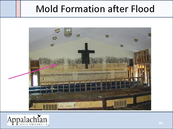 Mold Formation after Flood 60 