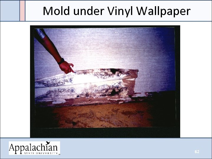 Mold under Vinyl Wallpaper 62 