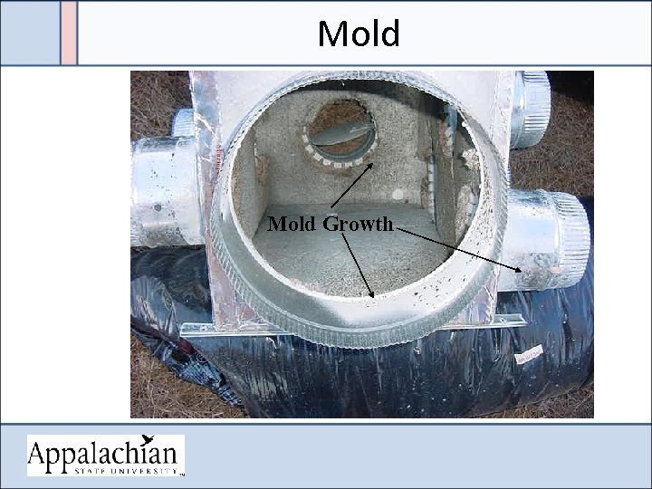 Mold Growth 