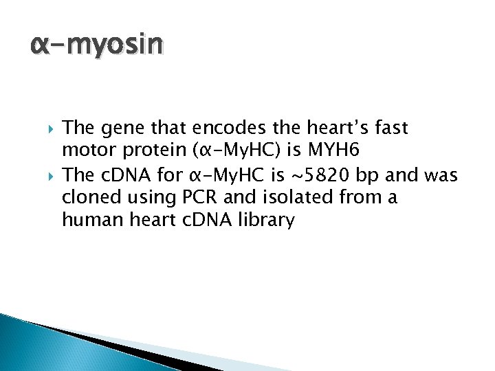 α-myosin The gene that encodes the heart’s fast motor protein (α-My. HC) is MYH