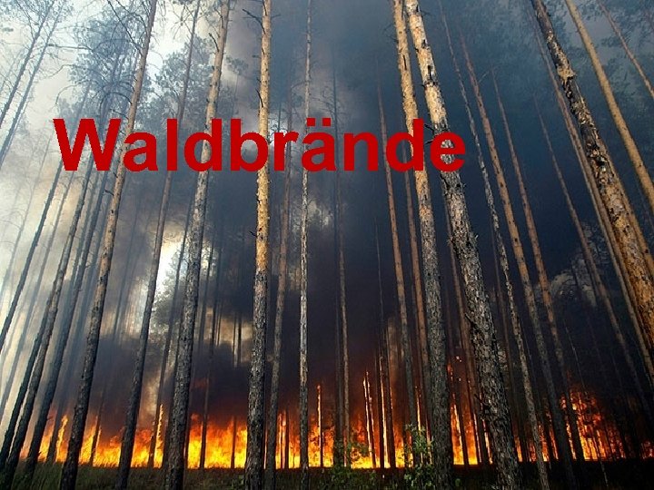 Waldbrände 