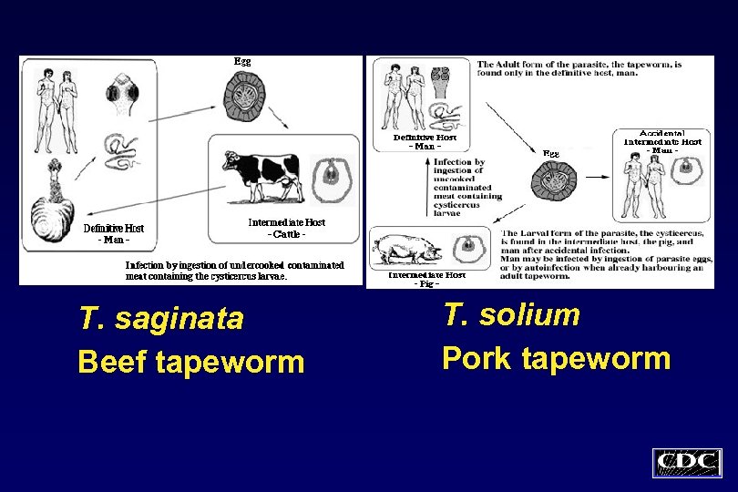 T. saginata Beef tapeworm T. solium Pork tapeworm 