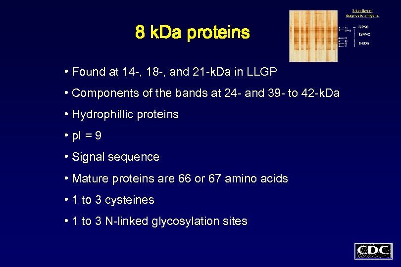 8 k. Da proteins • Found at 14 -, 18 -, and 21 -k.