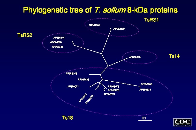 Phylogenetic tree of T. solium 8 -k. Da proteins Ts. RS 1 AB 044082