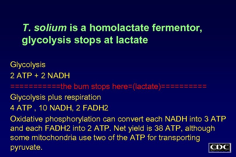 T. solium is a homolactate fermentor, glycolysis stops at lactate Glycolysis 2 ATP +