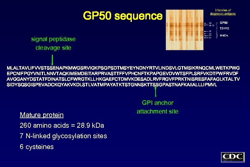 GP 50 sequence signal peptidase cleavage site MLALTAVLIFVVSTSSENAPKMWGSRVIGKPSGPSDTMSYEYNDNYRTVLINDSVLGTMSIKRNQCMLWETKPWG EPCNIFPGYVNITLNNVTAQKIMEMDEITARPRVASTTFFVPHCNFTKPAPGEVDVWTSFPLSRFVKDTPWFRVDF AVGGANYDSTATFDINATSLCFWRGTKLLHKGAEFCTDMVKDESADLRVFRGVFPRKTNISRESFAFAGLKTALTV SIDYSQSGISPEVADCKQYAKVKDLSTLVATMPAYATKTSTGNNSKTTSSGPASTNAFKAIIALLLIPMVL Mature protein 260