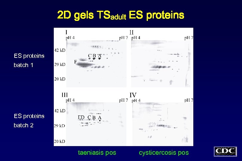 2 D gels TSadult ES proteins batch 1 ES proteins batch 2 taeniasis pos