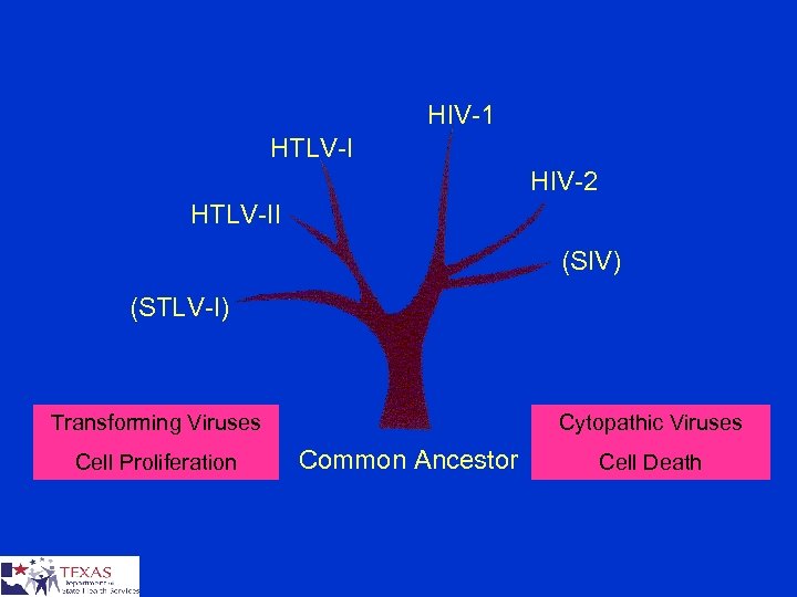HIV-1 HTLV-I HIV-2 HTLV-II (SIV) (STLV-I) Transforming Viruses Cell Proliferation Cytopathic Viruses Common Ancestor