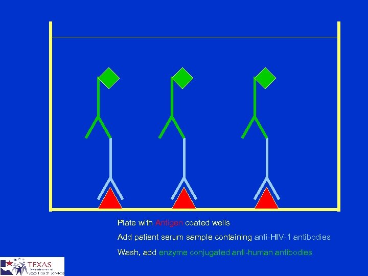 Plate with Antigen coated wells Add patient serum sample containing anti-HIV-1 antibodies Wash, add