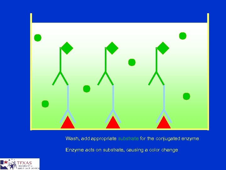 Wash, add appropriate substrate for the conjugated enzyme Enzyme acts on substrate, causing a