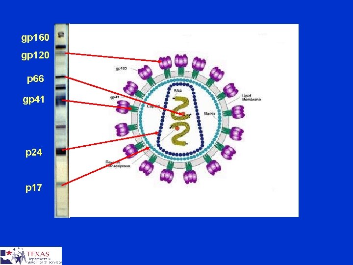 gp 160 gp 120 p 66 gp 41 p 24 p 17 