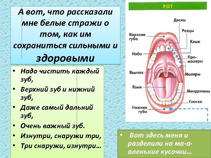 А вот, что рассказали мне белые стражи о том, как им сохраниться сильными и