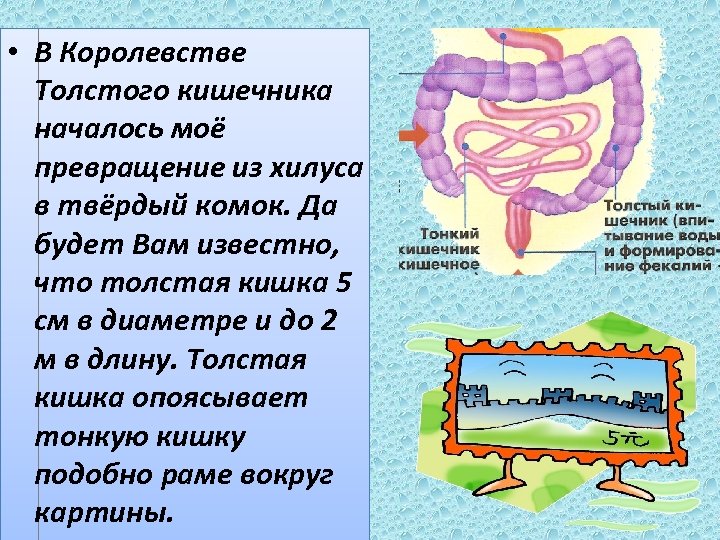  • В Королевстве Толстого кишечника началось моё превращение из хилуса в твёрдый комок.
