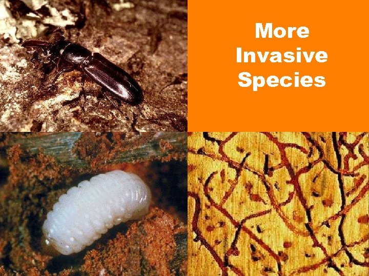 More Invasive Species 