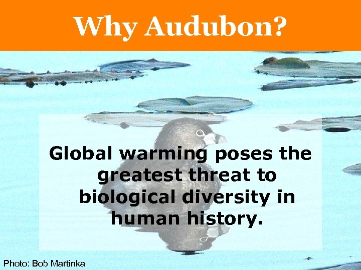 Why Audubon? Global warming poses the greatest threat to biological diversity in human history.