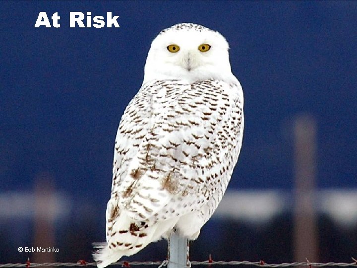 At Risk © Bob Martinka 