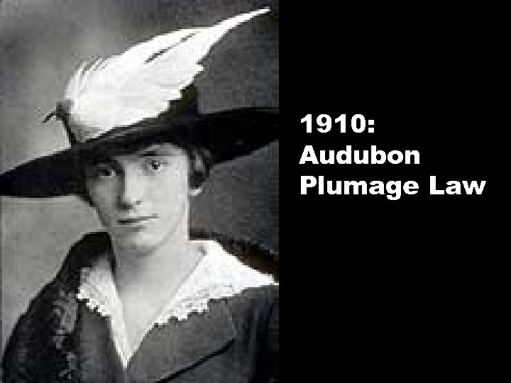 1910: Audubon Plumage Law 