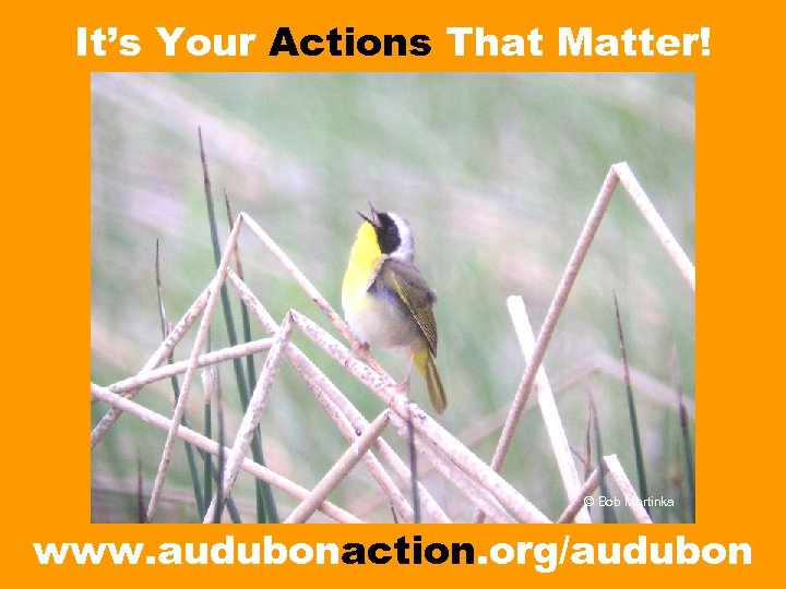 It’s Your Actions That Matter! © Bob Martinka www. audubonaction. org/audubon 