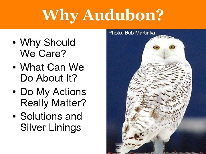 Why Audubon? Photo: Bob Martinka • Why Should We Care? • What Can We