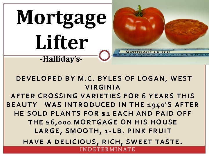 Mortgage Lifter -Halliday’s DE VELOPED BY M. C. BYLES OF LOGAN, WEST VIRGINIA AFTER