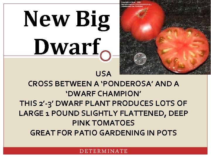 New Big Dwarf USA CROSS BETWEEN A ‘PONDEROSA’ AND A ‘DWARF CHAMPION’ THIS 2’-3’