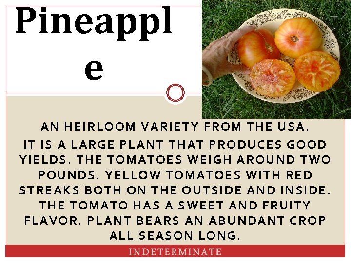 Pineappl e AN HEIRLOOM VARIETY FROM THE USA. IT IS A LARGE PLANT THAT