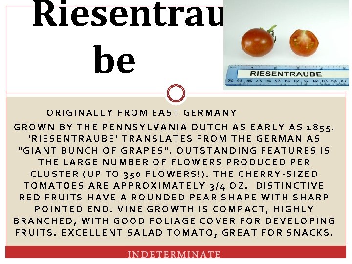 Riesentrau be ORIGINALLY FROM EAST GERMANY GROWN BY THE PENNSYLVANIA DUTCH AS EARLY AS
