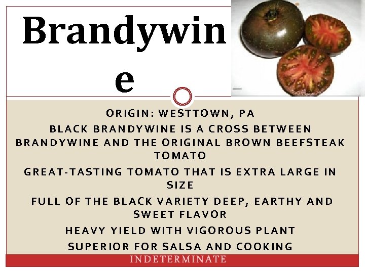 Brandywin e ORIGIN: WESTTOWN, PA BLACK BRANDYWINE IS A CROSS BETWEEN BRANDYWINE AND THE
