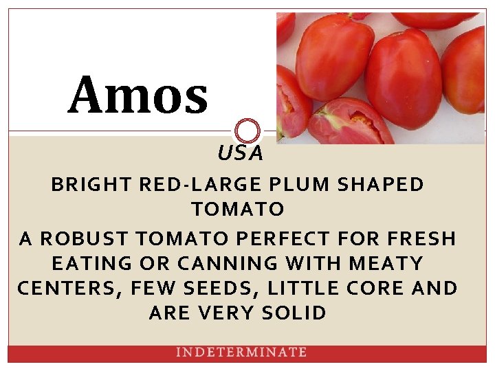 Amos USA BRIGHT RED-LARGE PLUM SHAPED TOMATO A ROBUST TOMATO PERFECT FOR FRESH EATING