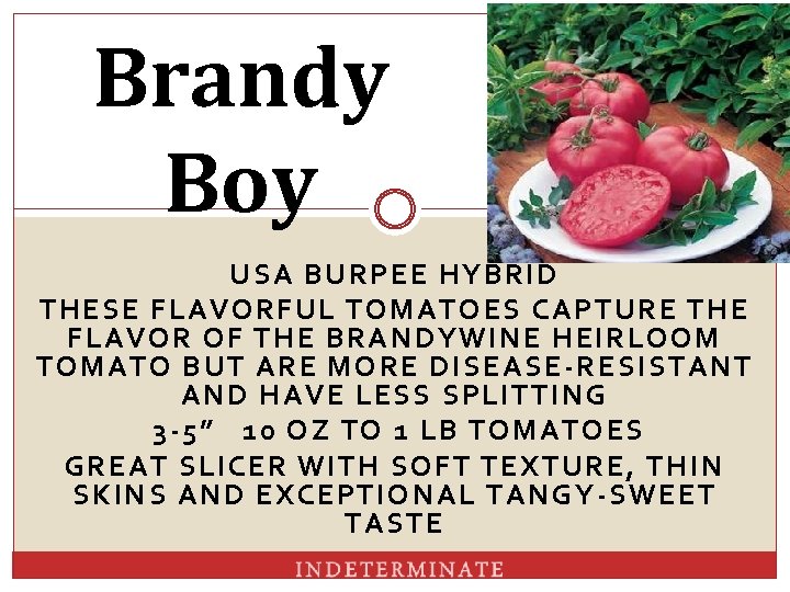 Brandy Boy USA BURPEE HYBRID THESE FLAVORFUL TOMATOES CAPTURE THE FLAVOR OF THE BRANDYWINE