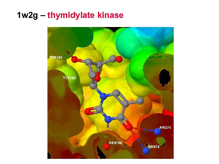 1 w 2 g – thymidylate kinase 