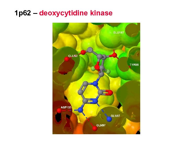 1 p 62 – deoxycytidine kinase 