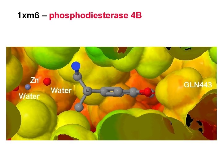 1 xm 6 – phosphodiesterase 4 B 