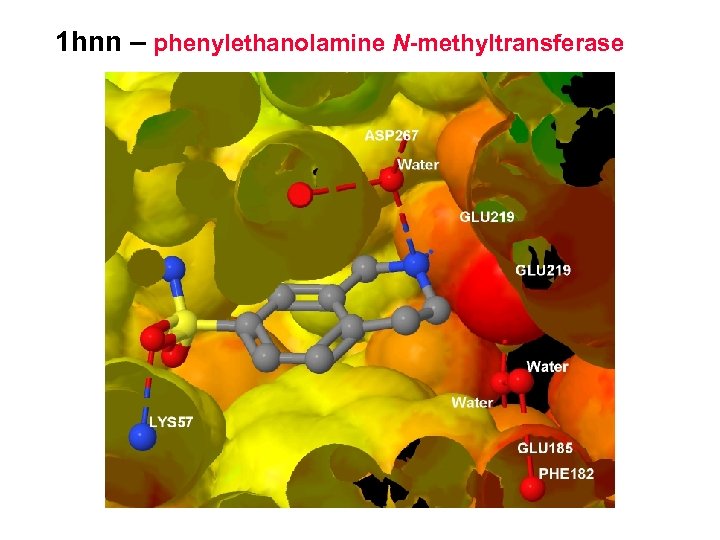 1 hnn – phenylethanolamine N-methyltransferase 