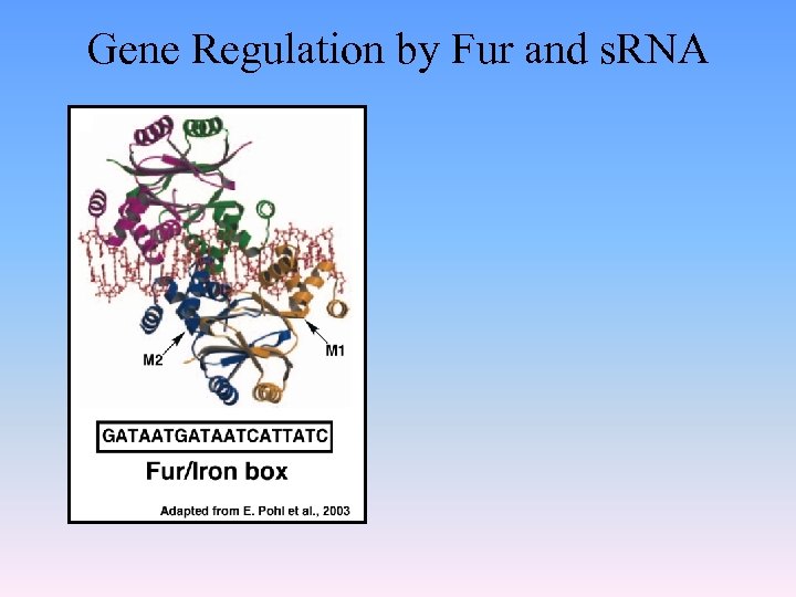 Gene Regulation by Fur and s. RNA 
