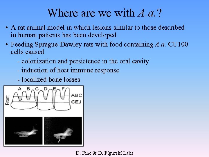 Where are we with A. a. ? • A rat animal model in which