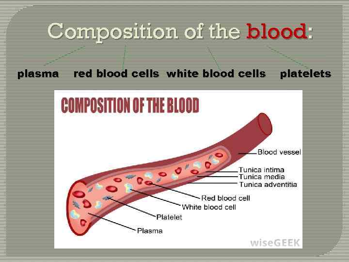 Composition of the blood: plasma red blood cells white blood cells platelets 