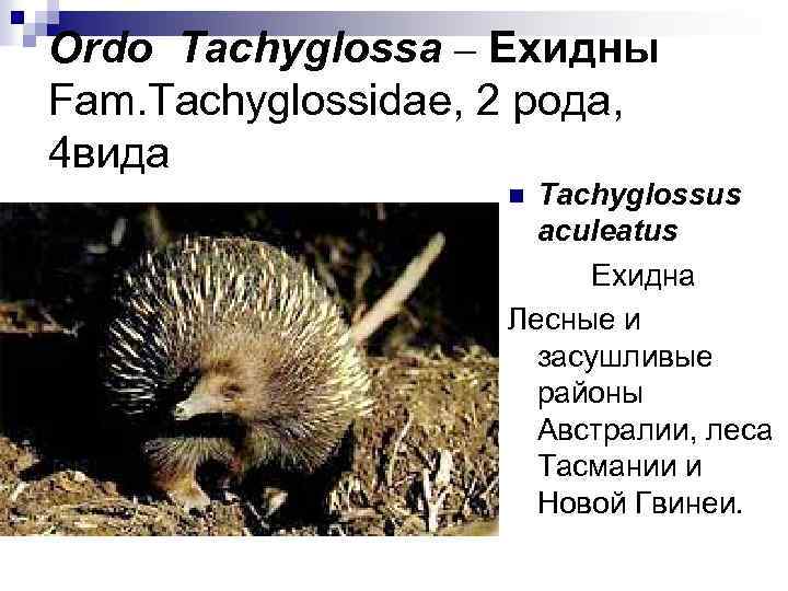 Ordo Tachyglossa – Ехидны Fam. Tachyglossidae, 2 рода, 4 вида Tachyglossus aculeatus Ехидна Лесные