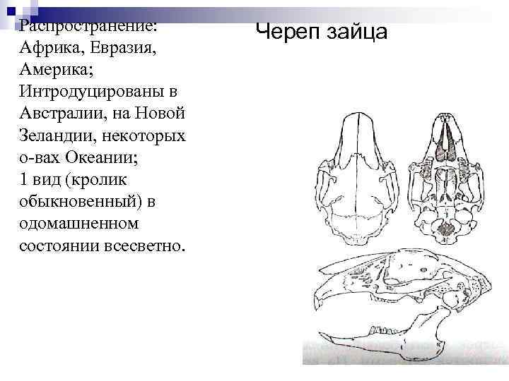 Распространение: Африка, Евразия, Америка; Интродуцированы в Австралии, на Новой Зеландии, некоторых о-вах Океании; 1