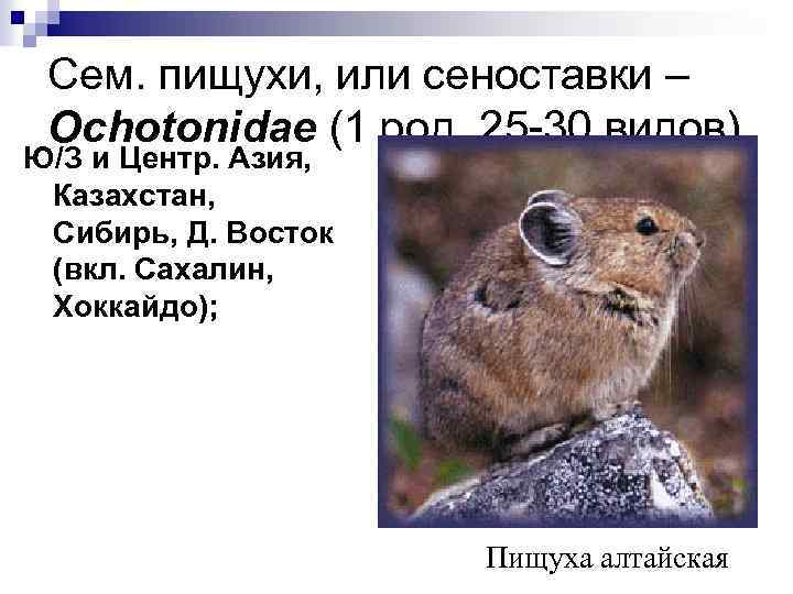 Сем. пищухи, или сеноставки – Ochotonidae (1 род, 25 -30 видов) Ю/З и Центр.