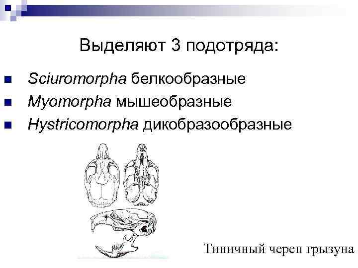 Выделяют 3 подотряда: n n n Sciuromorpha белкообразные Myomorpha мышеобразные Hystricomorpha дикобразообразные Типичный череп