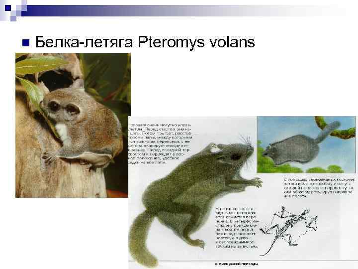 n Белка-летяга Pteromys volans 