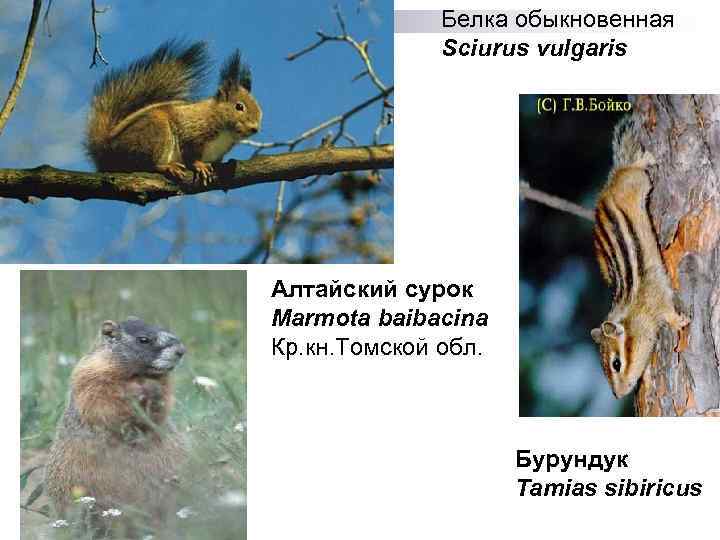 Белка обыкновенная Sciurus vulgaris Алтайский сурок Marmota baibacina Кр. кн. Томской обл. Бурундук Tamias