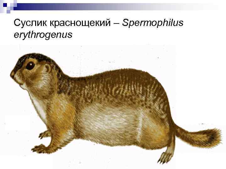 Суслик краснощекий – Spermophilus erythrogenus 