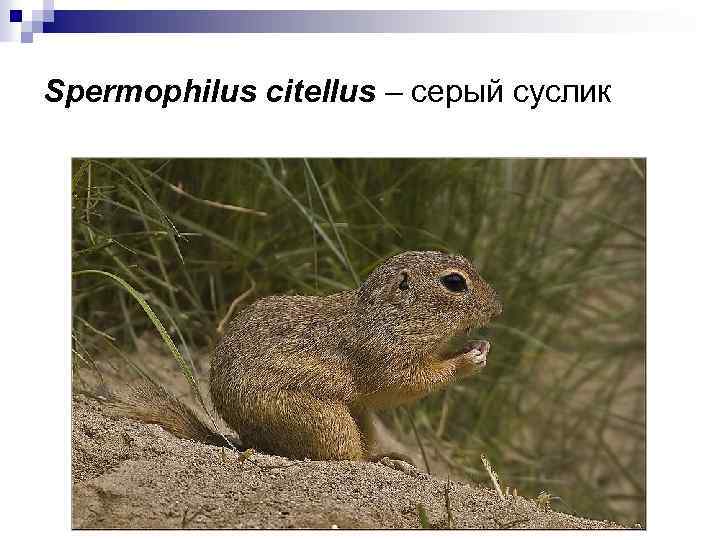 Spermophilus citellus – серый суслик 