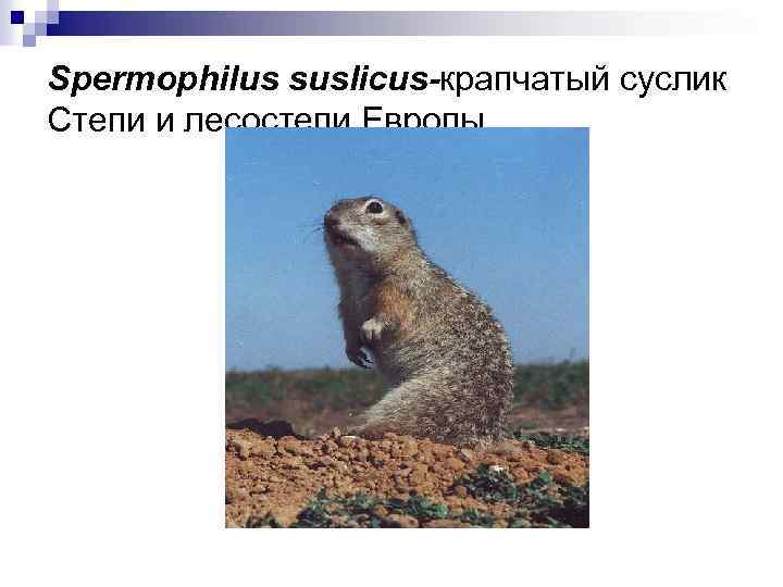 Spermophilus suslicus-крапчатый суслик Степи и лесостепи Европы 