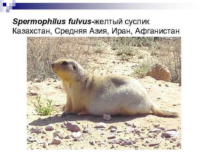 Spermophilus fulvus-желтый суслик Казахстан, Средняя Азия, Иран, Афганистан 