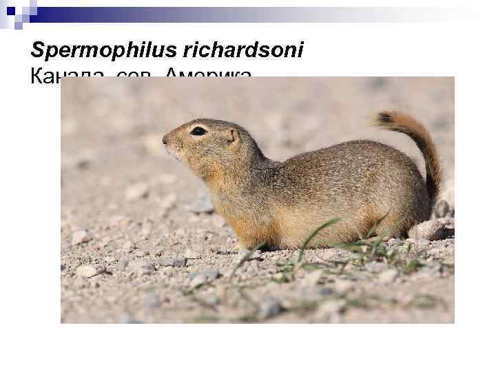 Spermophilus richardsoni Канада, сев. Америка 