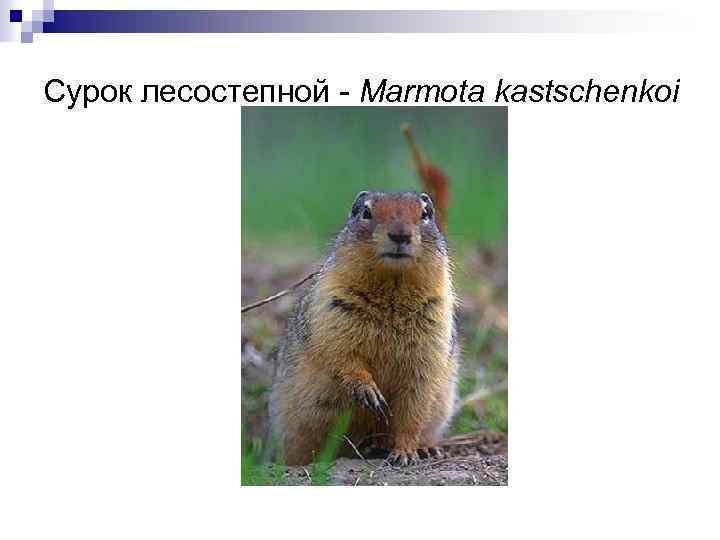 Сурок лесостепной - Marmota kastschenkoi 